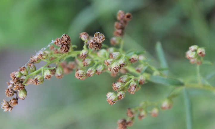 French tarragon flowers