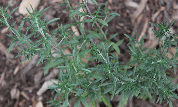 French tarragon leaves