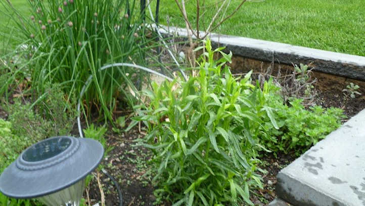 Russian tarragon plant