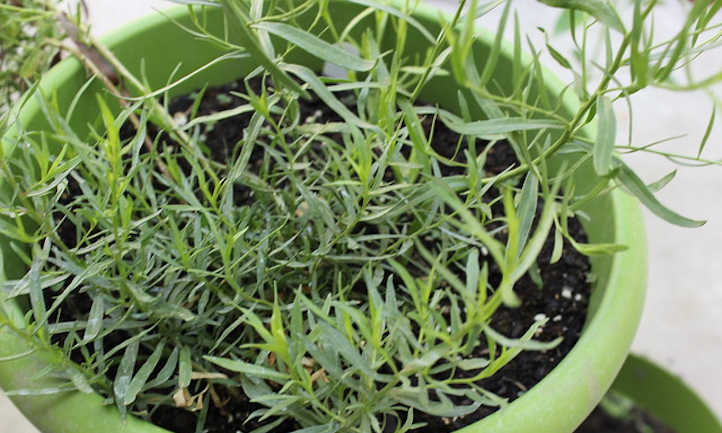 Tarragon in a pot