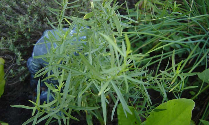 Young tarragon plant