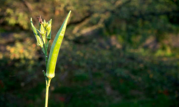 Growing Okra