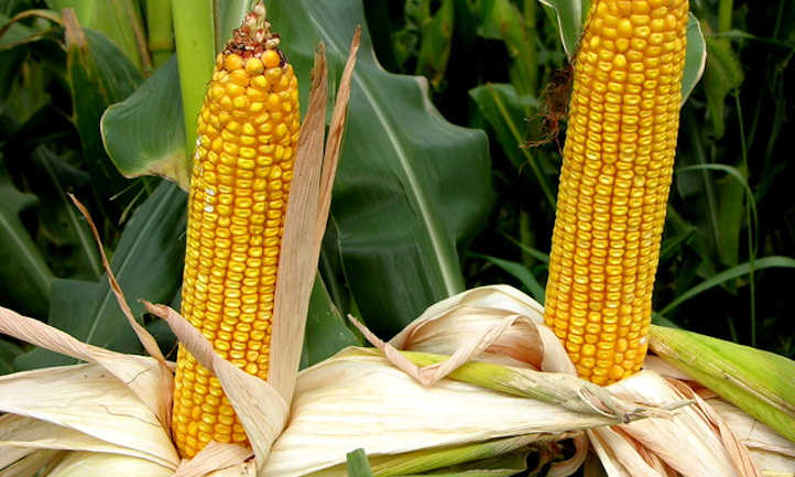 Corn with husk pulled back
