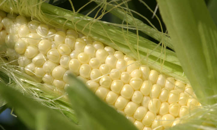 Ear of corn