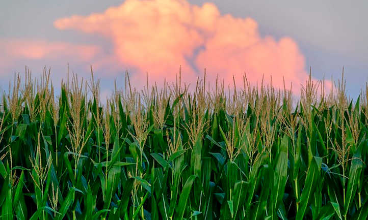Growing Corn
