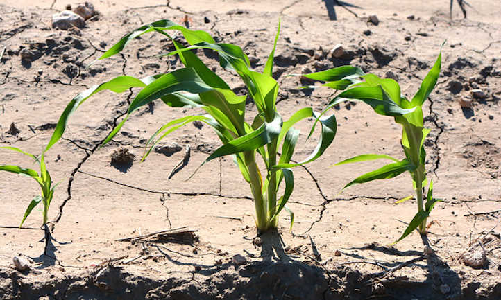 Young corn plants