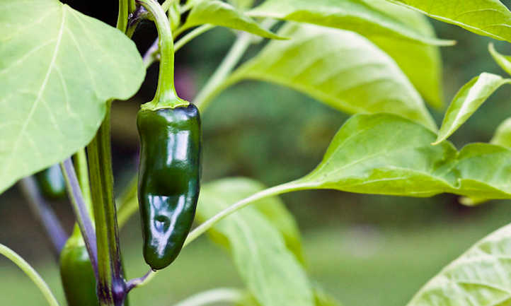 A well formed jalapeno