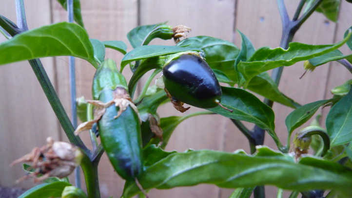 Ripe chile gordo