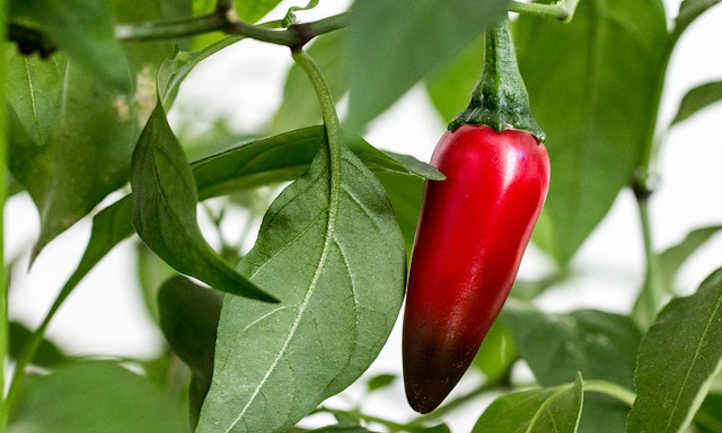 Ripe red jalapeno