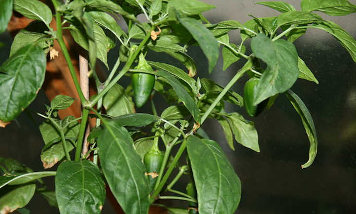 Small ripe pepper on plant
