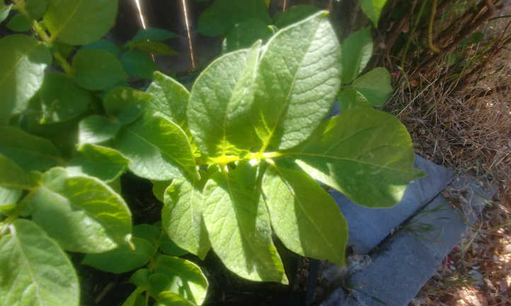 Closeup of potato leaves