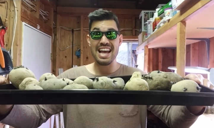 Seed potatoes