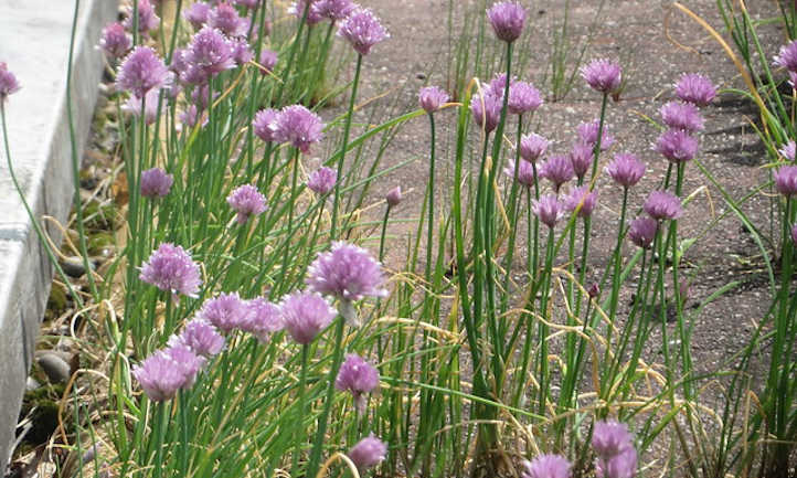 Allium schoenoprasum