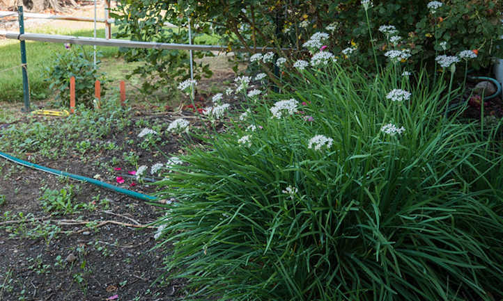 Allium tuberosum