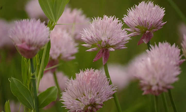Chive flowers
