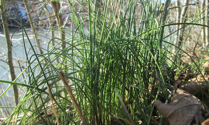 Chives in the wild
