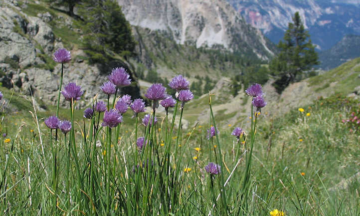 Growing Chives