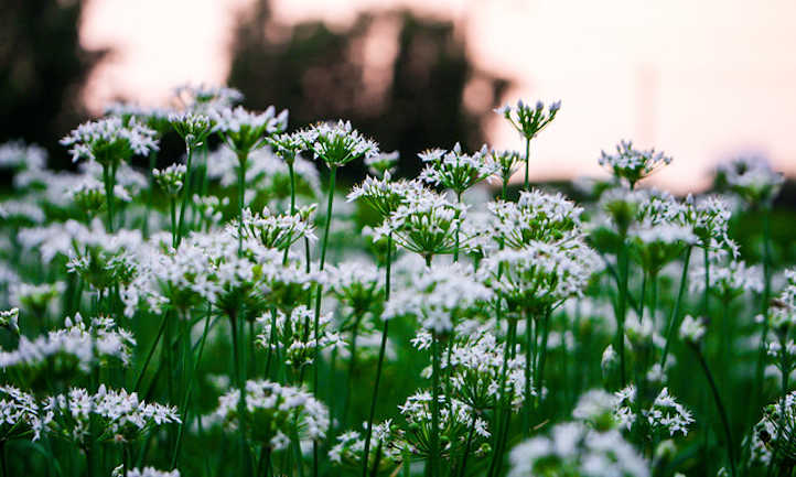 Garlic chives