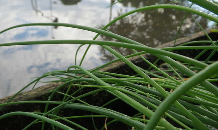 Onion chives