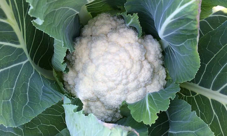 Cauliflower head almost ready to harvest