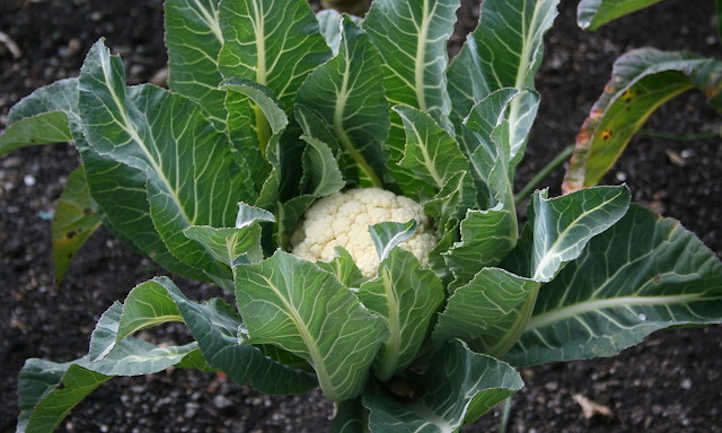 Cauliflower leaves and head