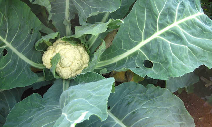 Cauliflower plant with light insect damage