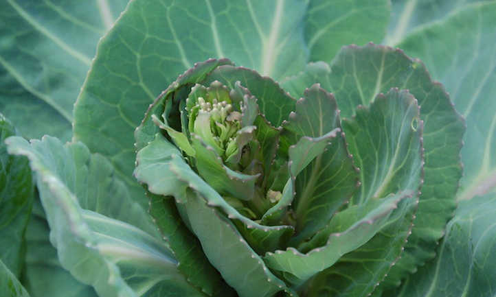 Young cauliflower plant