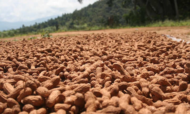 How To Grow Peanuts