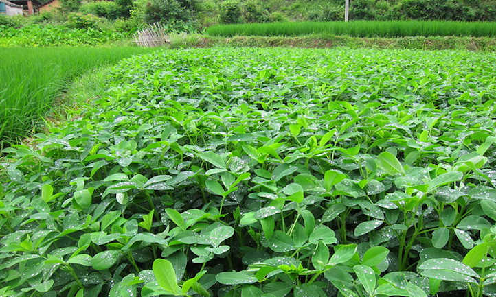 Field of peanuts