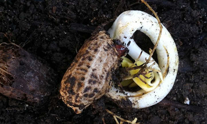 Germinating peanut