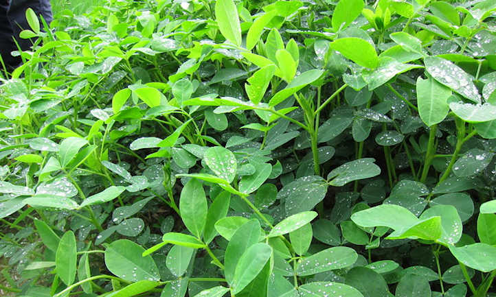 Peanut plants