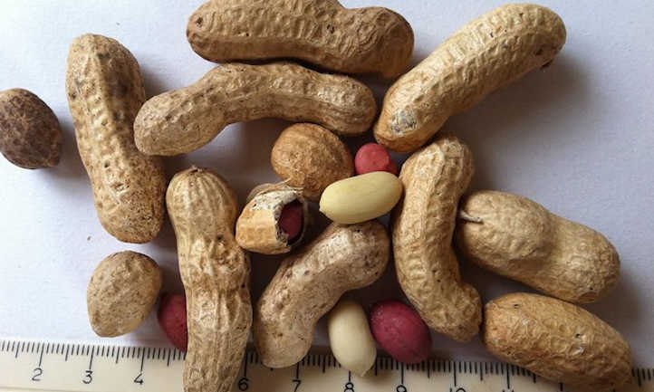 Peanuts
