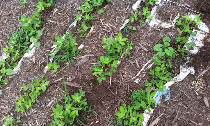 Peanut seedlings