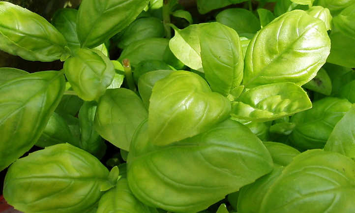 Basil plant