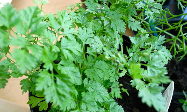 Chervil plant