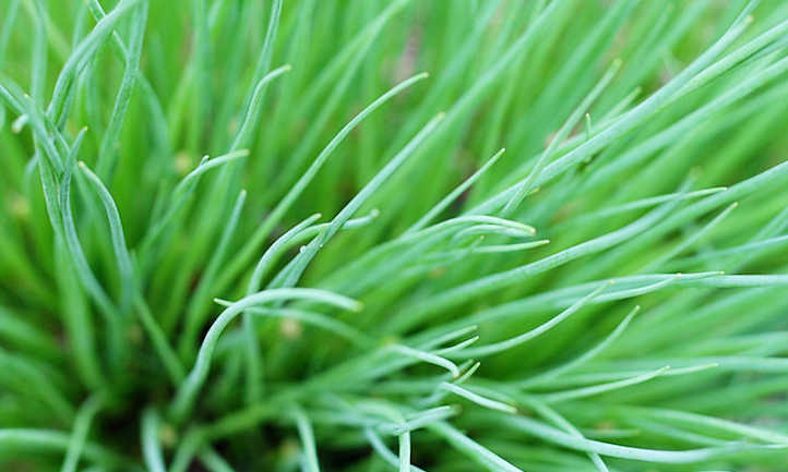 Chives plant