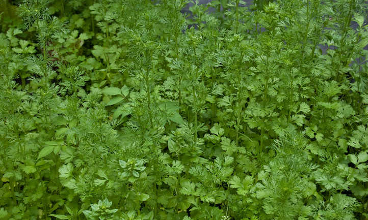 Cilantro plant