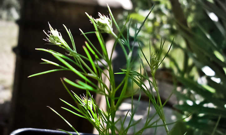 Cumin plant