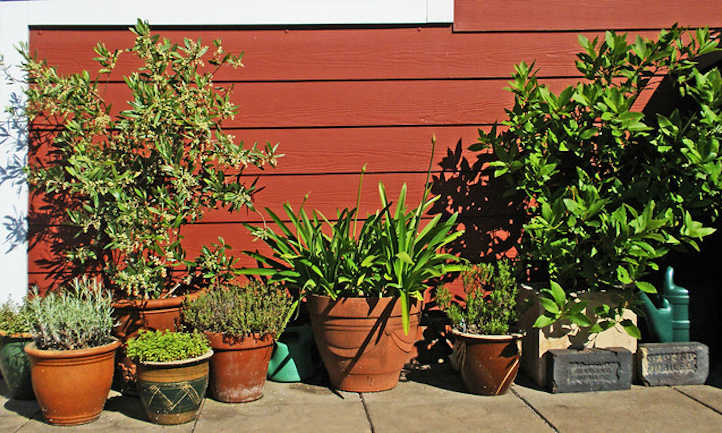 Mediterranean herbs
