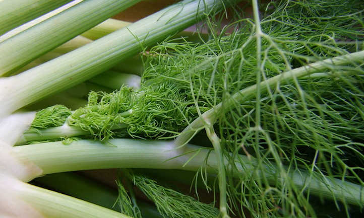 Fennel plant
