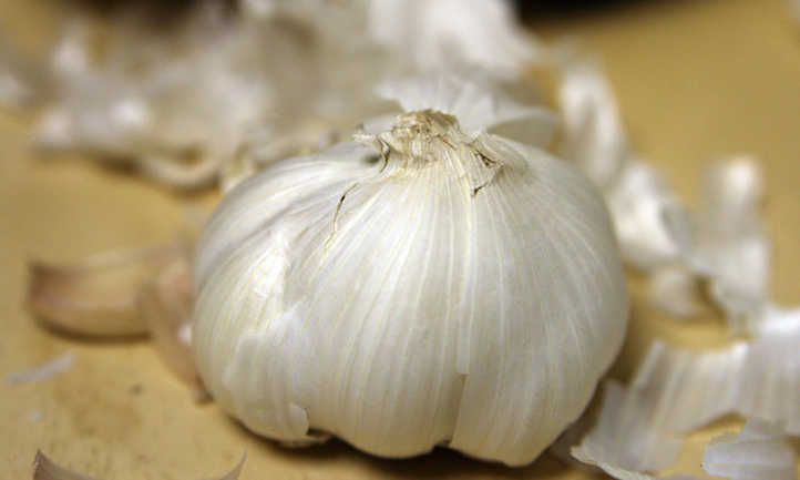 Garlic plant bulb
