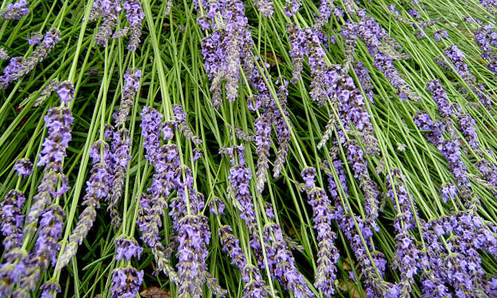 Lavender plant
