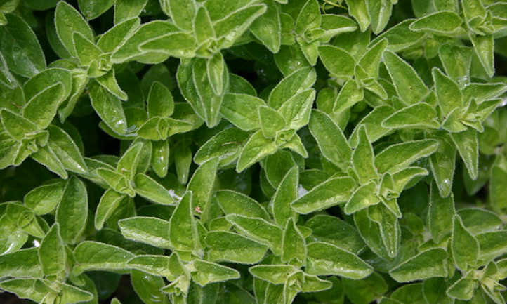 Marjoram plant