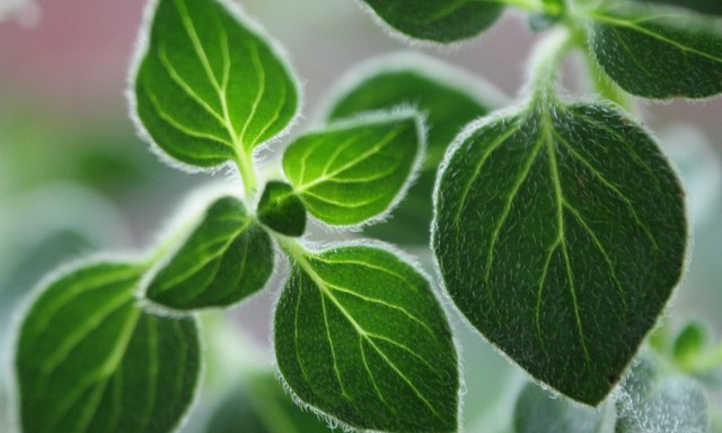 Oregano plant
