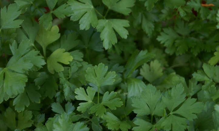 Parsley plant