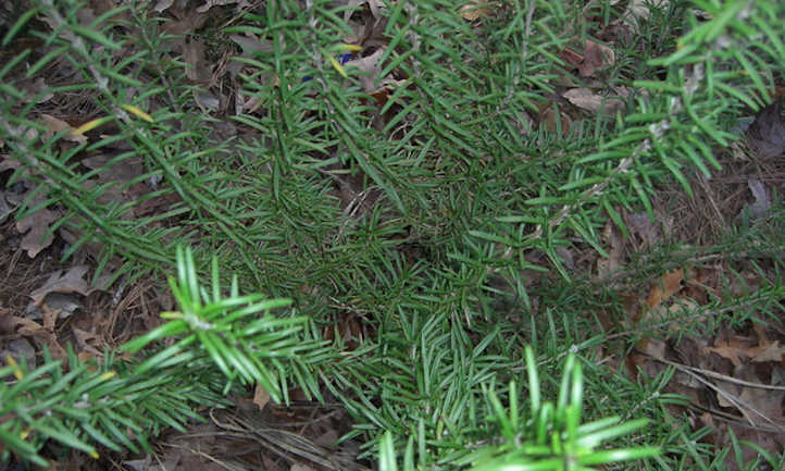 Rosemary plant