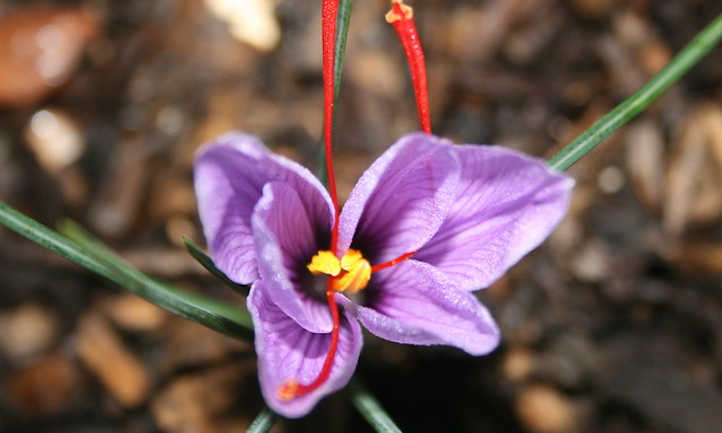 Saffron plant