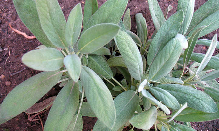 Sage plant