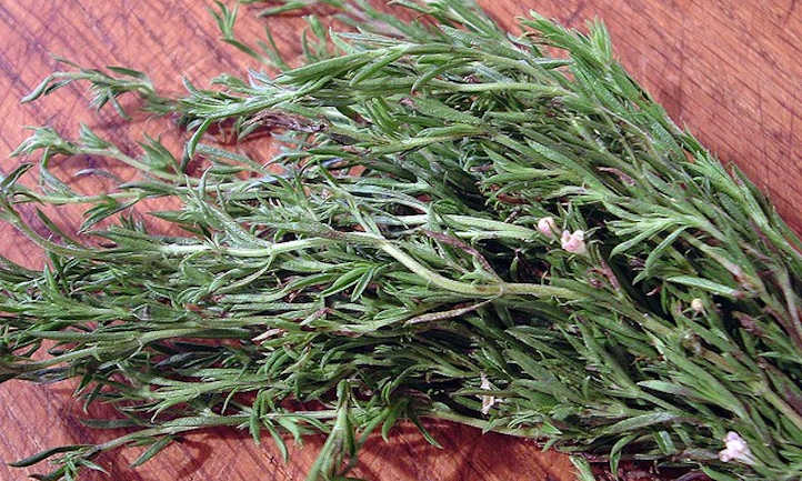 Savory plant