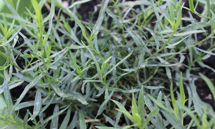 Tarragon plant